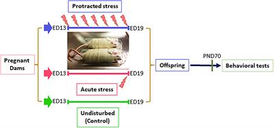 Acute and Protracted Prenatal Stress Produce Mood Disorder-Like and Ethanol Drinking Behaviors in Male and Female Adult Offspring